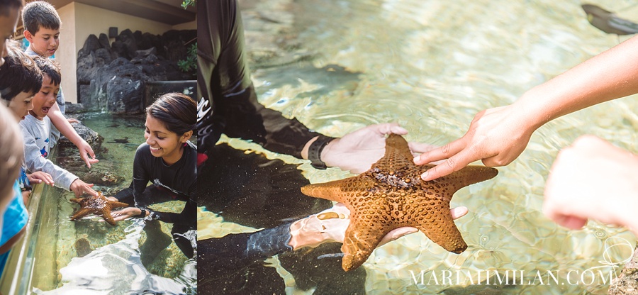 Maui Ocean Center Starfish