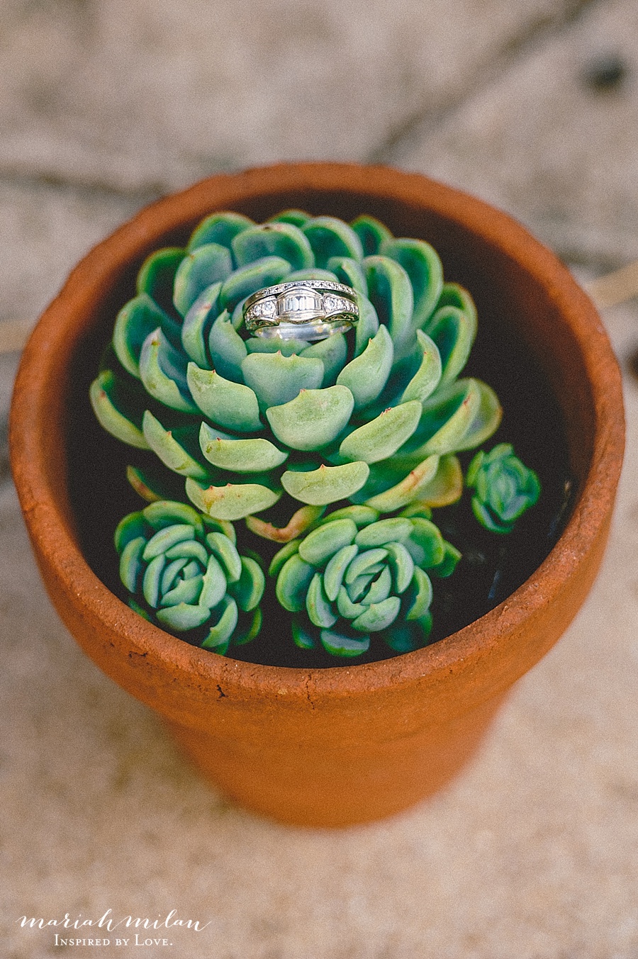wedding rings in potted succulents